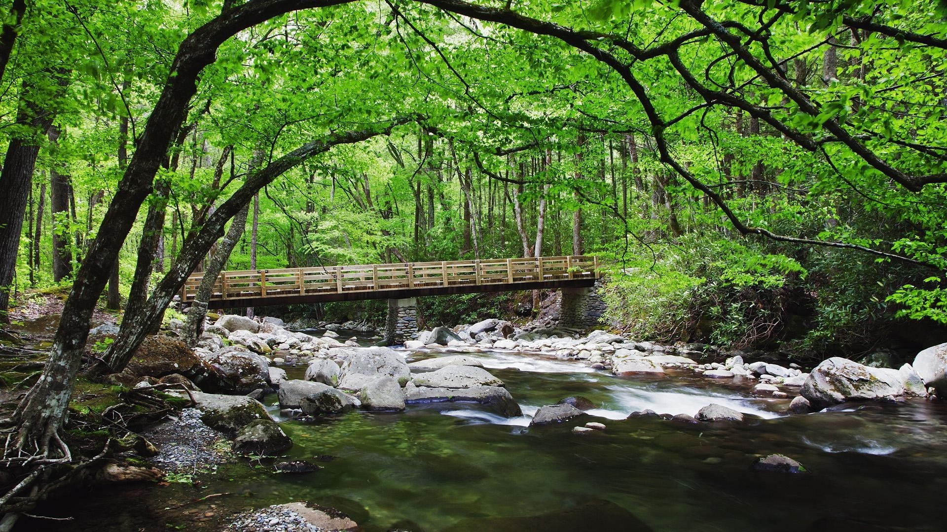 trees water wood nature landscape river leaf tree stream environment park moss travel summer outdoors creek wild scenic stone flora