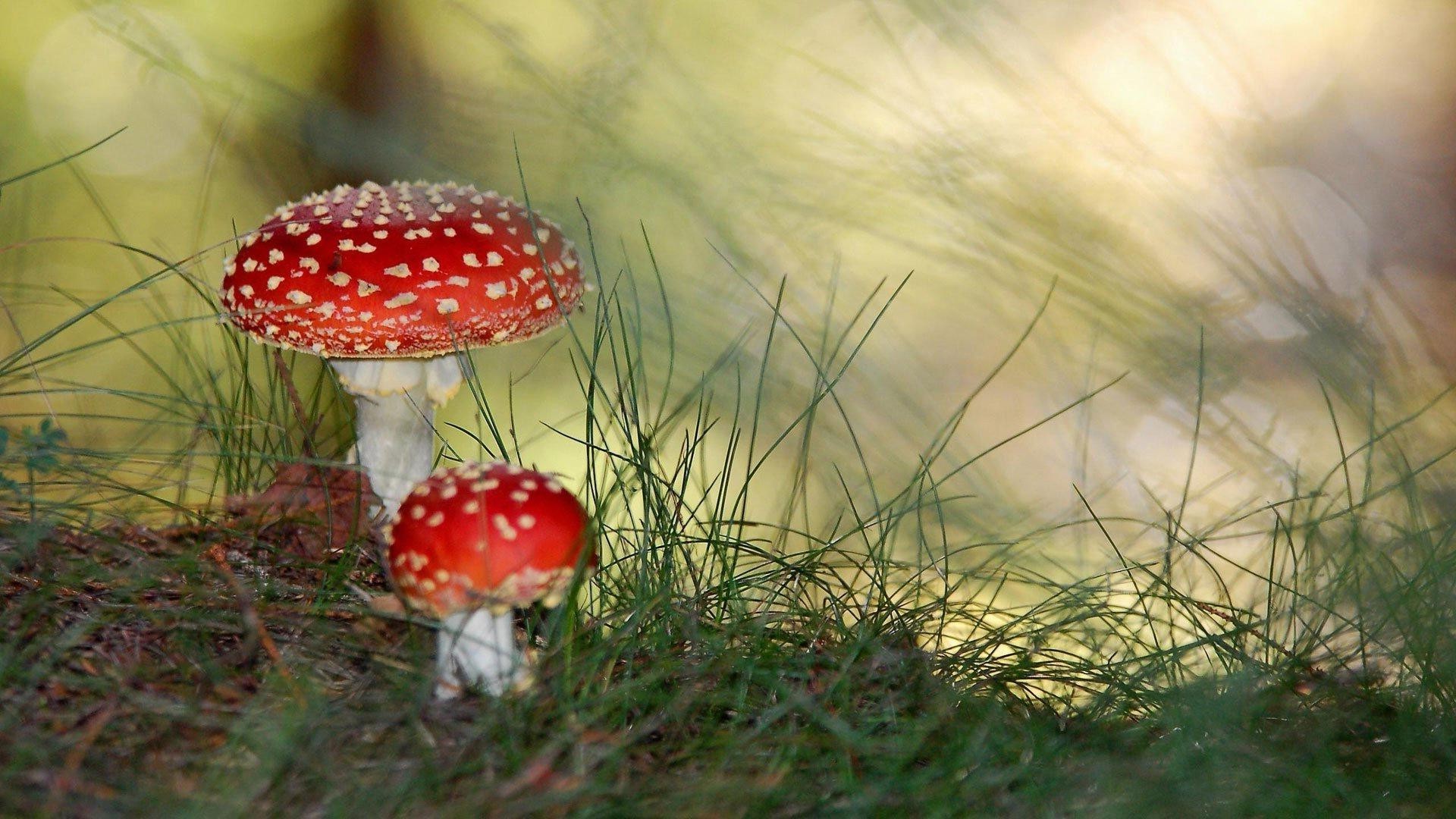 mushrooms mushroom grass fungus nature fall toadstool outdoors wild season food poison growth wood flora cap summer leaf color