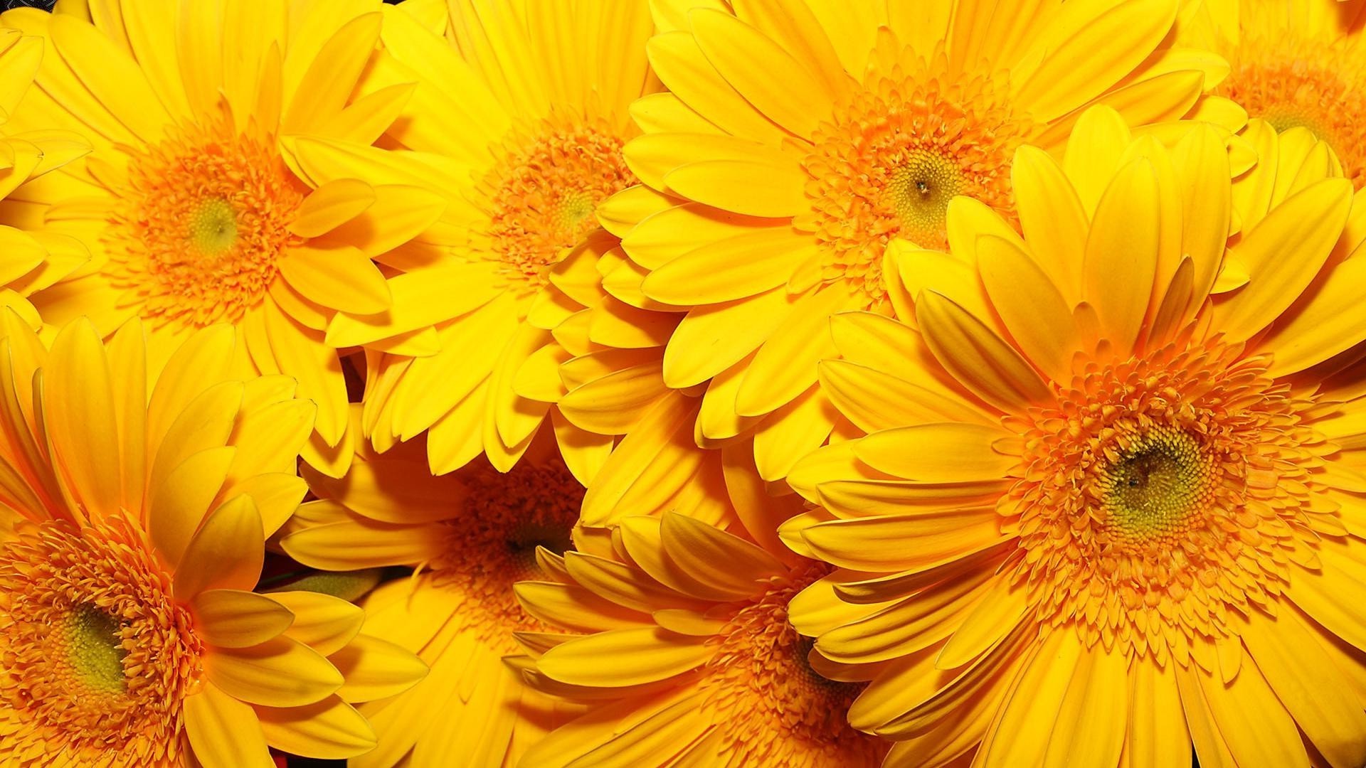 nahaufnahme blume flora floral blütenblatt natur gerbera hell farbe sommer blühen schön garten blatt kopf