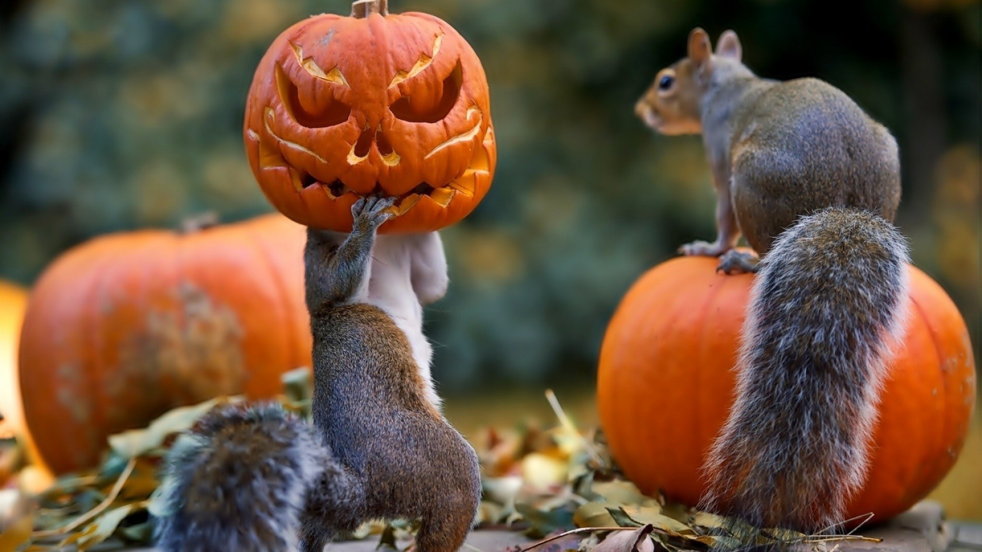 halloween säugetier mutter eichhörnchen herbst nagetier essen natur im freien tierwelt eine niedlich holz wenig baum