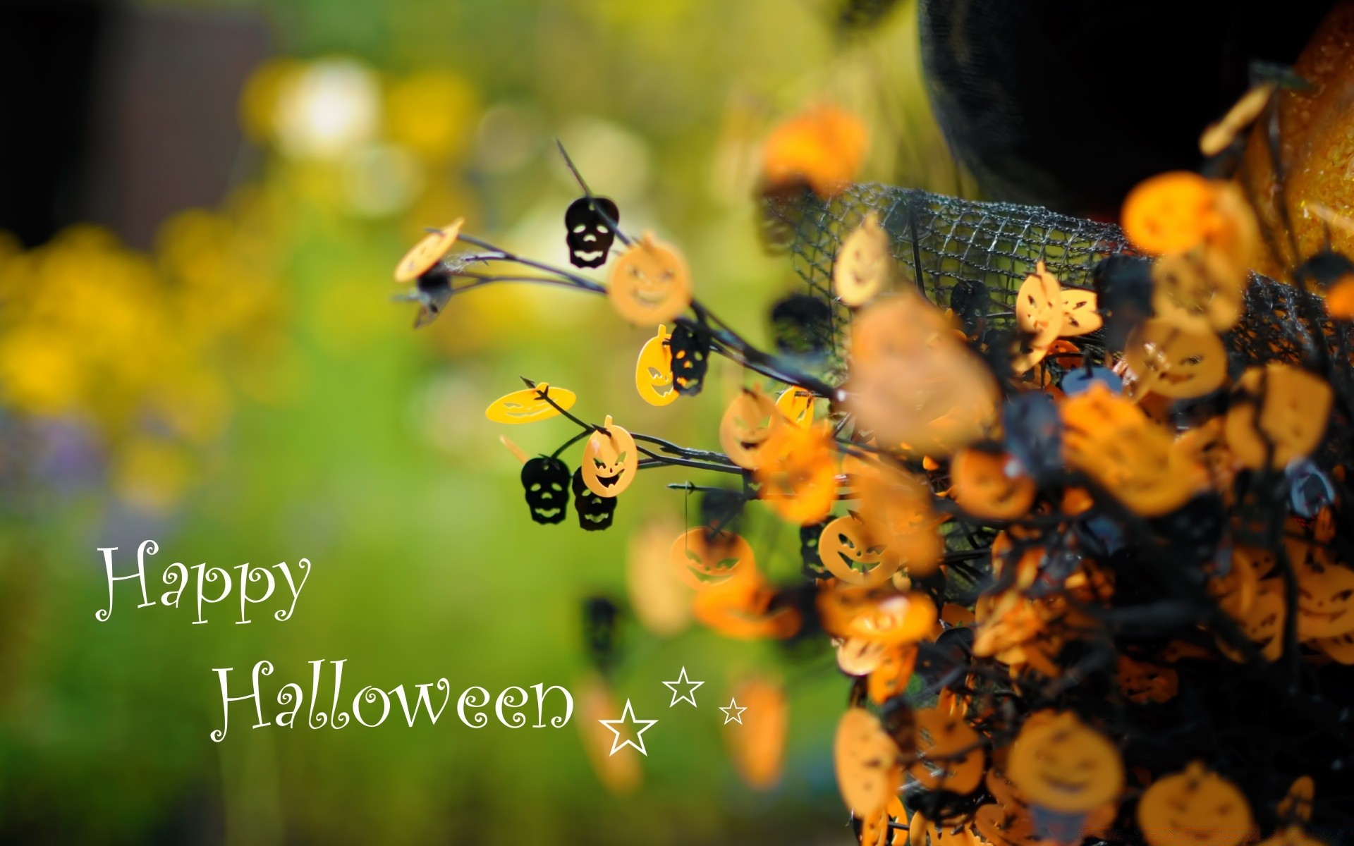 halloween natur insekt im freien sommer blatt farbe flora garten tierwelt desktop tier