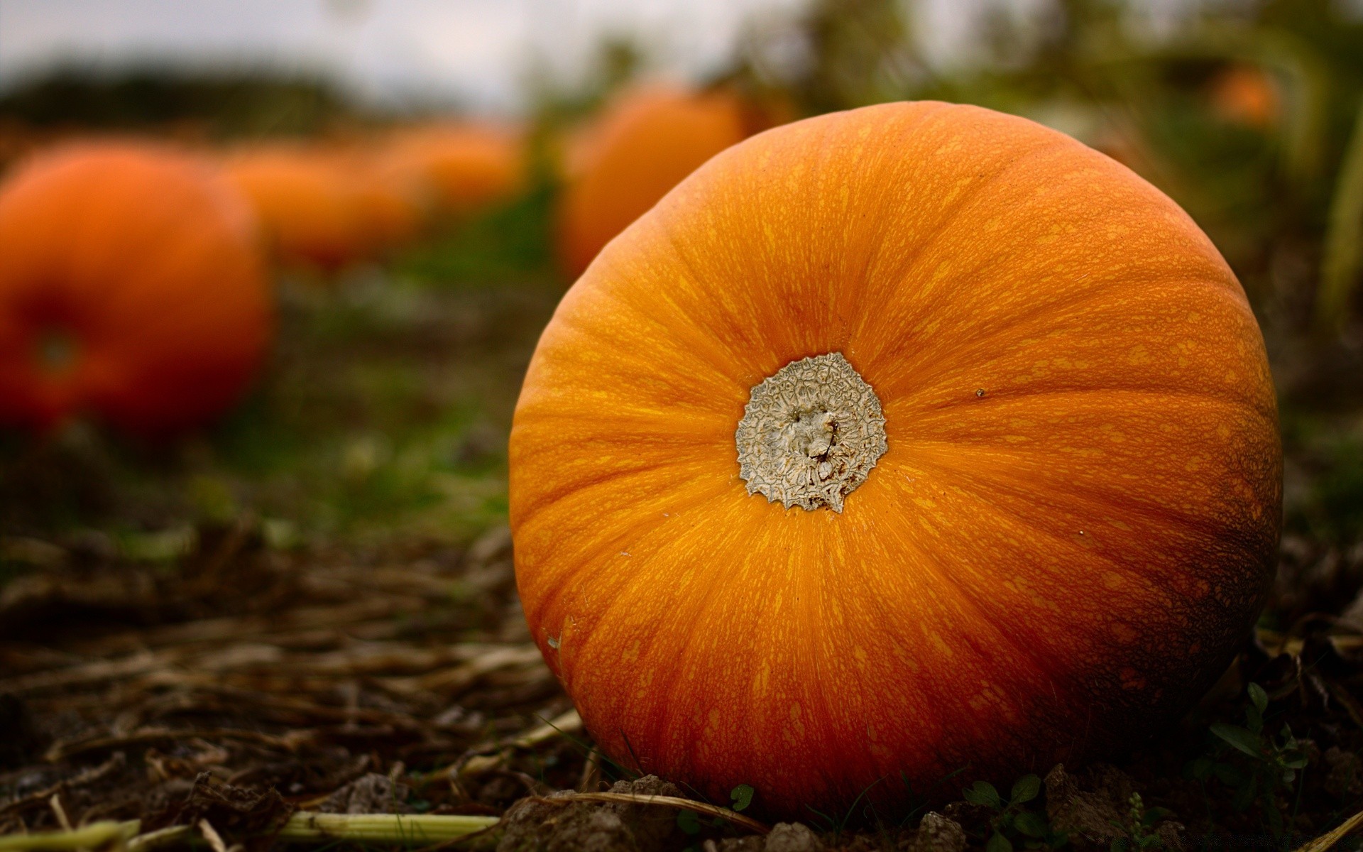 halloween automne citrouille nature thanksgiving pâturage alimentaire grandir fruits à l extérieur feuille saison couleur jardin légume