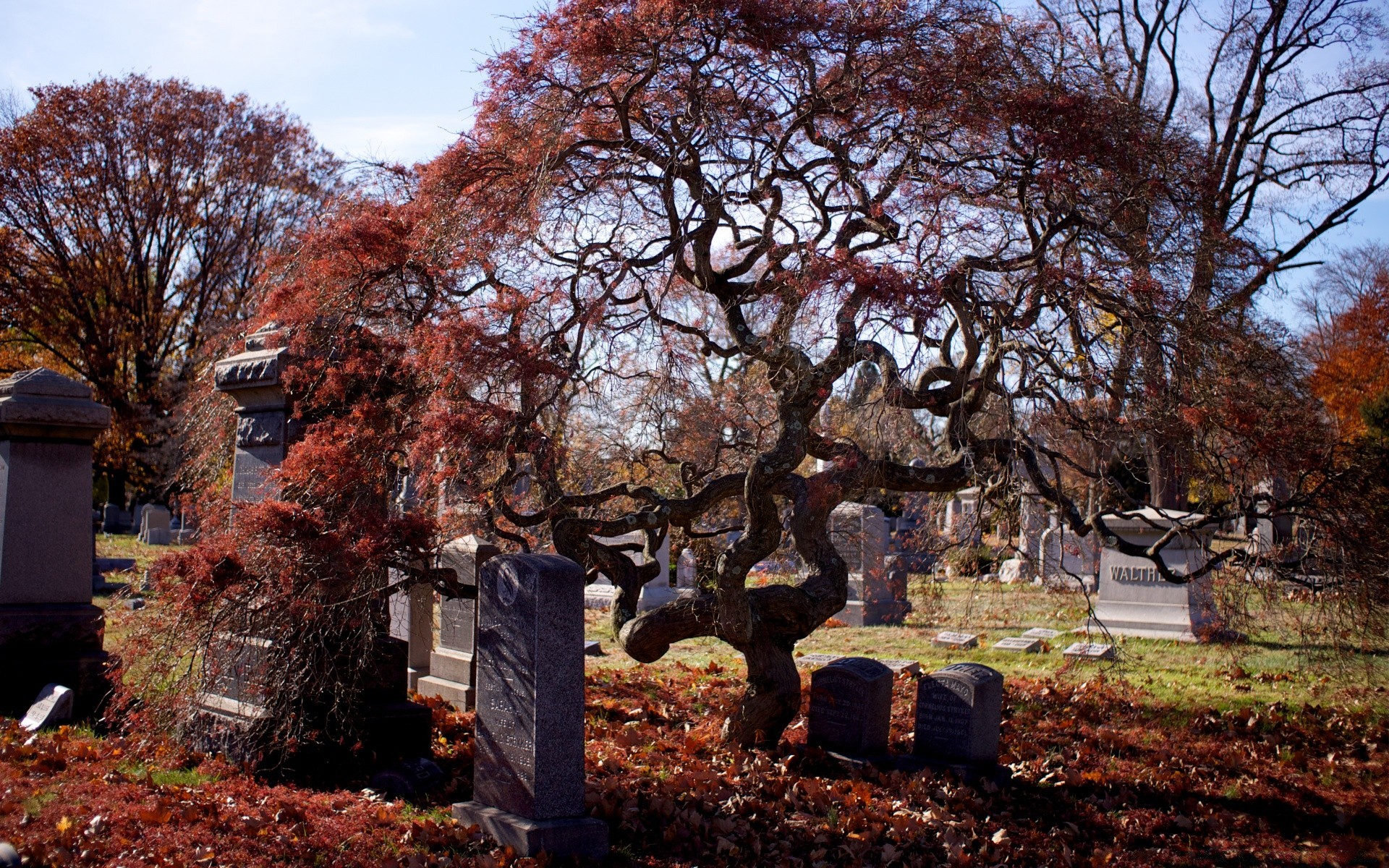 万圣节 秋天 树 叶 公园 景观 季节 自然 枫树 木材 树枝 户外 风景 花园 植物 景观 场景 奇观 颜色