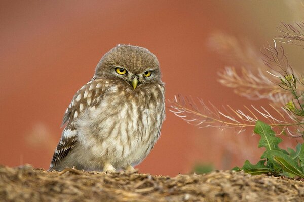 Outdoor bird from the wild