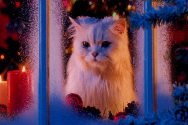 Le chat de Noël comme un portrait