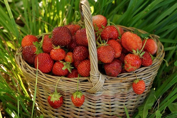 Cesta de fresas rojas maduras