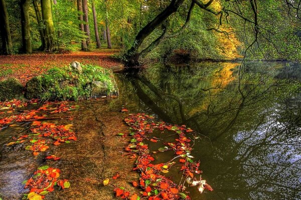 Autumn landscape in the forest with huge trees