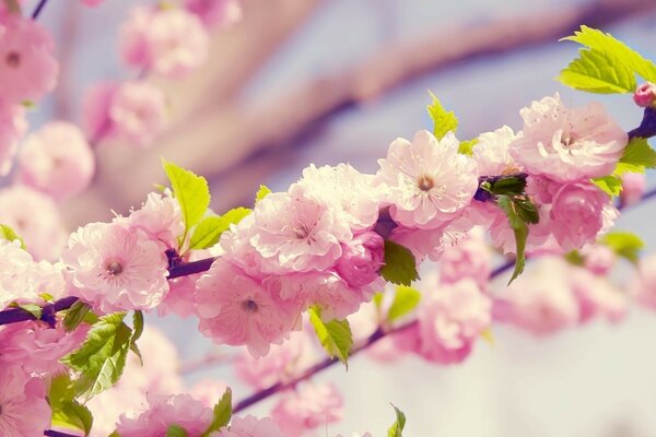 Belle flore du Japon floraison