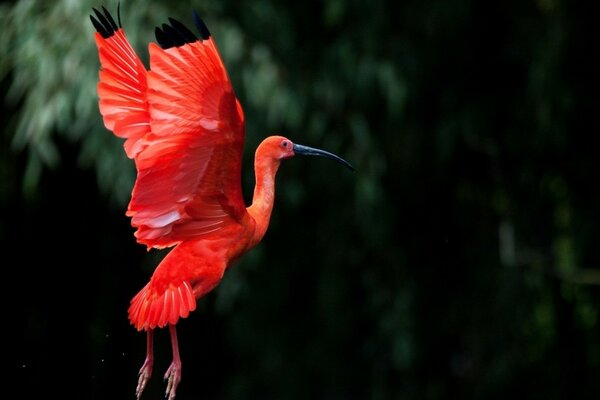 Wildtiere. Roter Vogel in der Natur mit dunklem Hintergrund