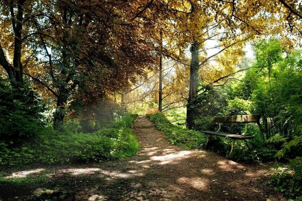 Un endroit fantastique de conte de fées dans la forêt