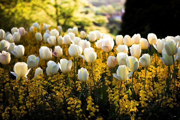 Así crecen los tulipanes en la naturaleza