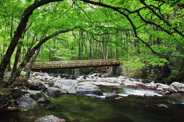 Paisaje con árboles y puente en la naturaleza