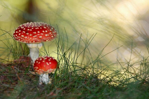 Natura. Grzyb Muchomor na trawie