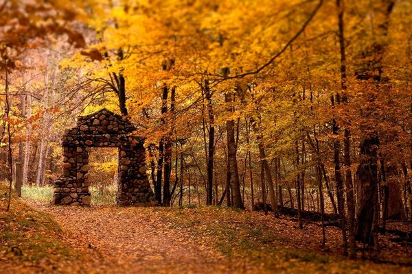 Чарівний ліс чарівний прохід