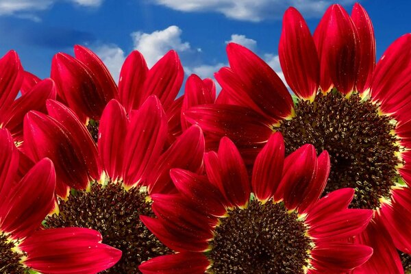 Grandes flores contra el cielo azul