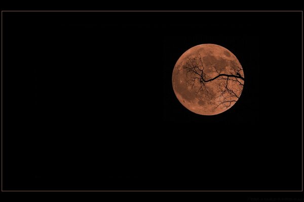 Tree branches on the background of a full moon