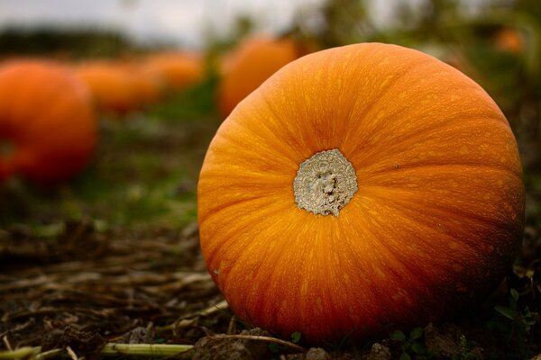 Colección de calabazas de otoño en Halloween