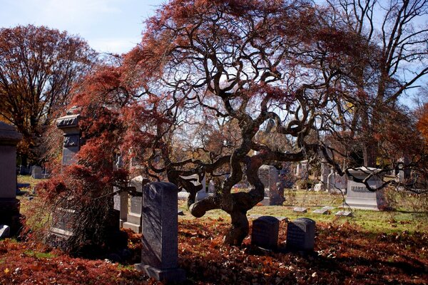 Ein Baum, der auf einem Friedhof inmitten von Gräbern wächst