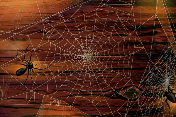 A web woven by two creepy spiders