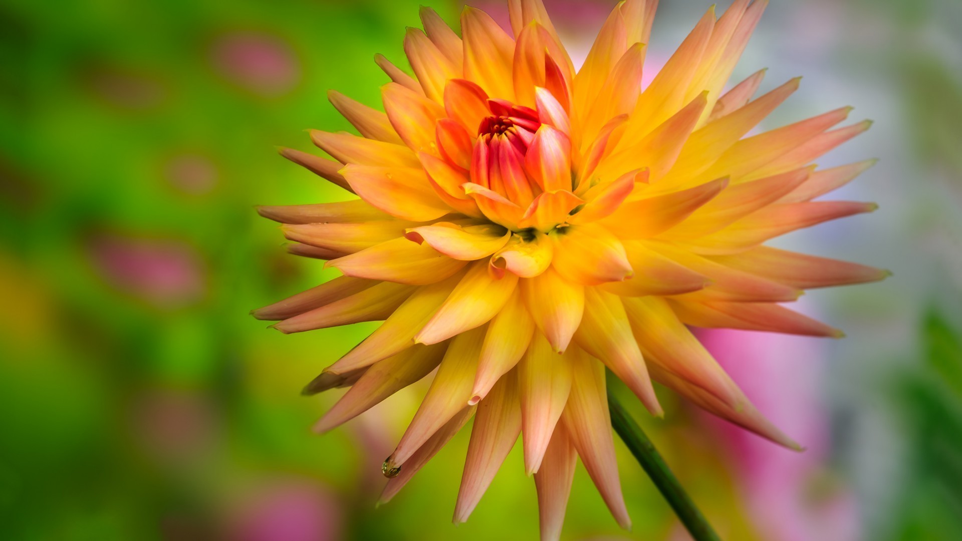 primo piano natura fiore estate flora foglia giardino petalo luminoso tropicale colore crescita fioritura floreale bella