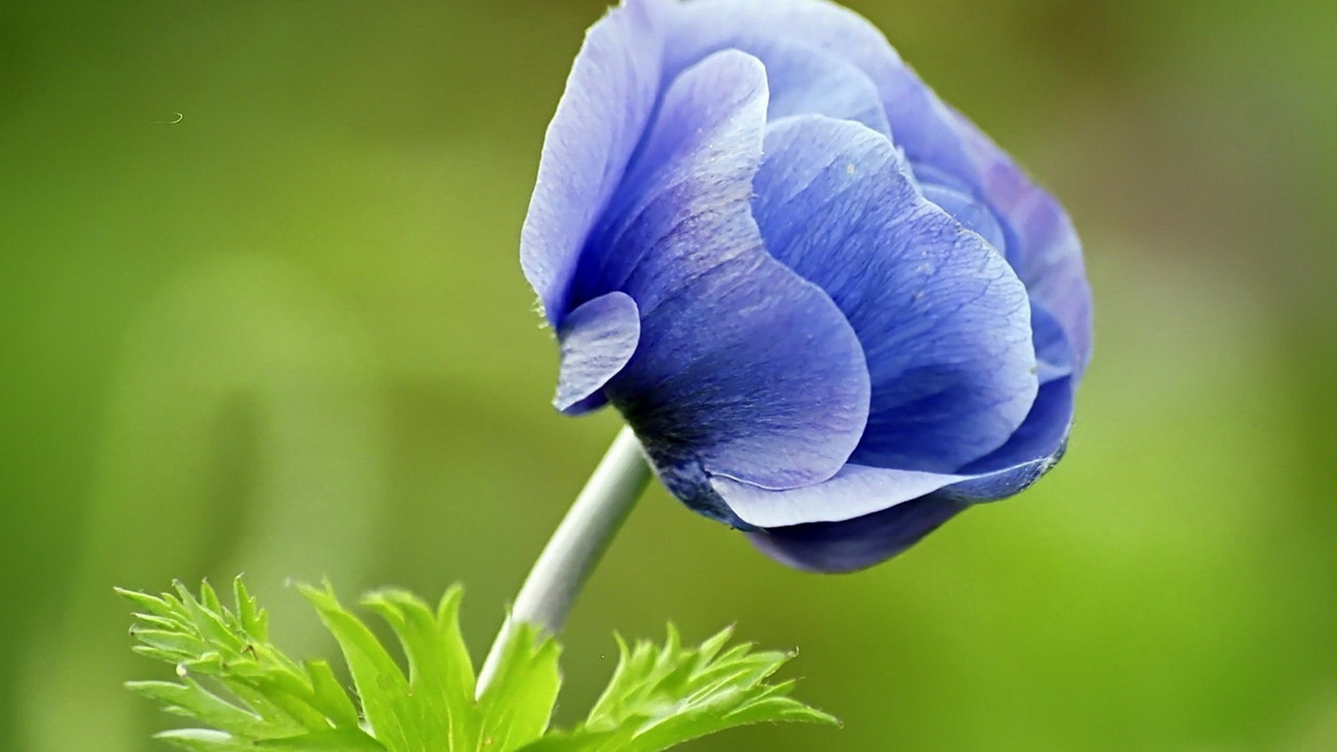 flowers nature flora leaf flower summer garden close-up color bright growth outdoors