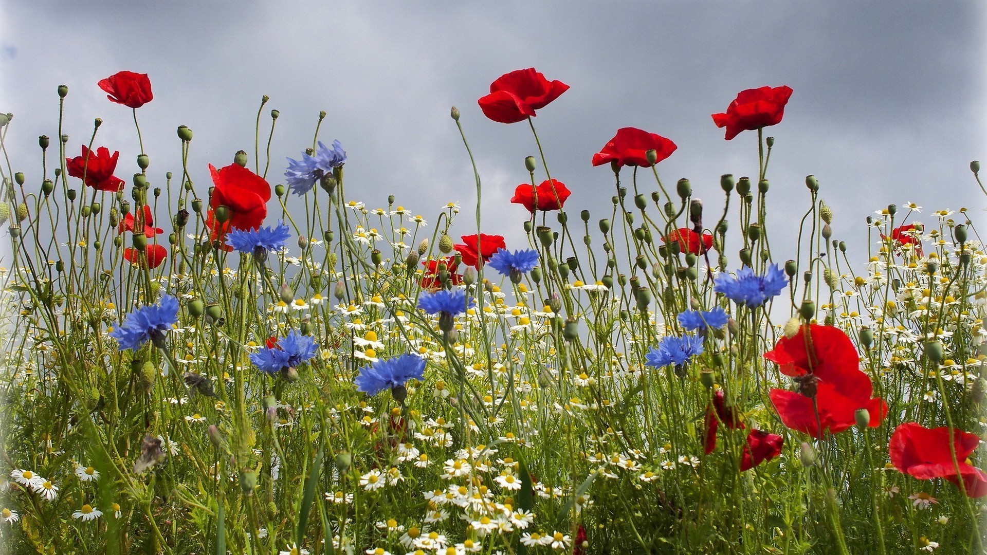 wildflowers poppy field flower nature summer hayfield rural flora grass outdoors growth fair weather wild countryside petal floral bright blooming garden