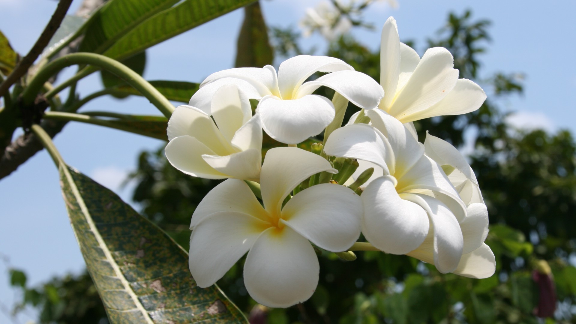 kwiaty natura kwiat tropikalna flora liść lato ogród bluming płatek kwiatowy egzotyczny frangipani piękny kolor plumeria jasny