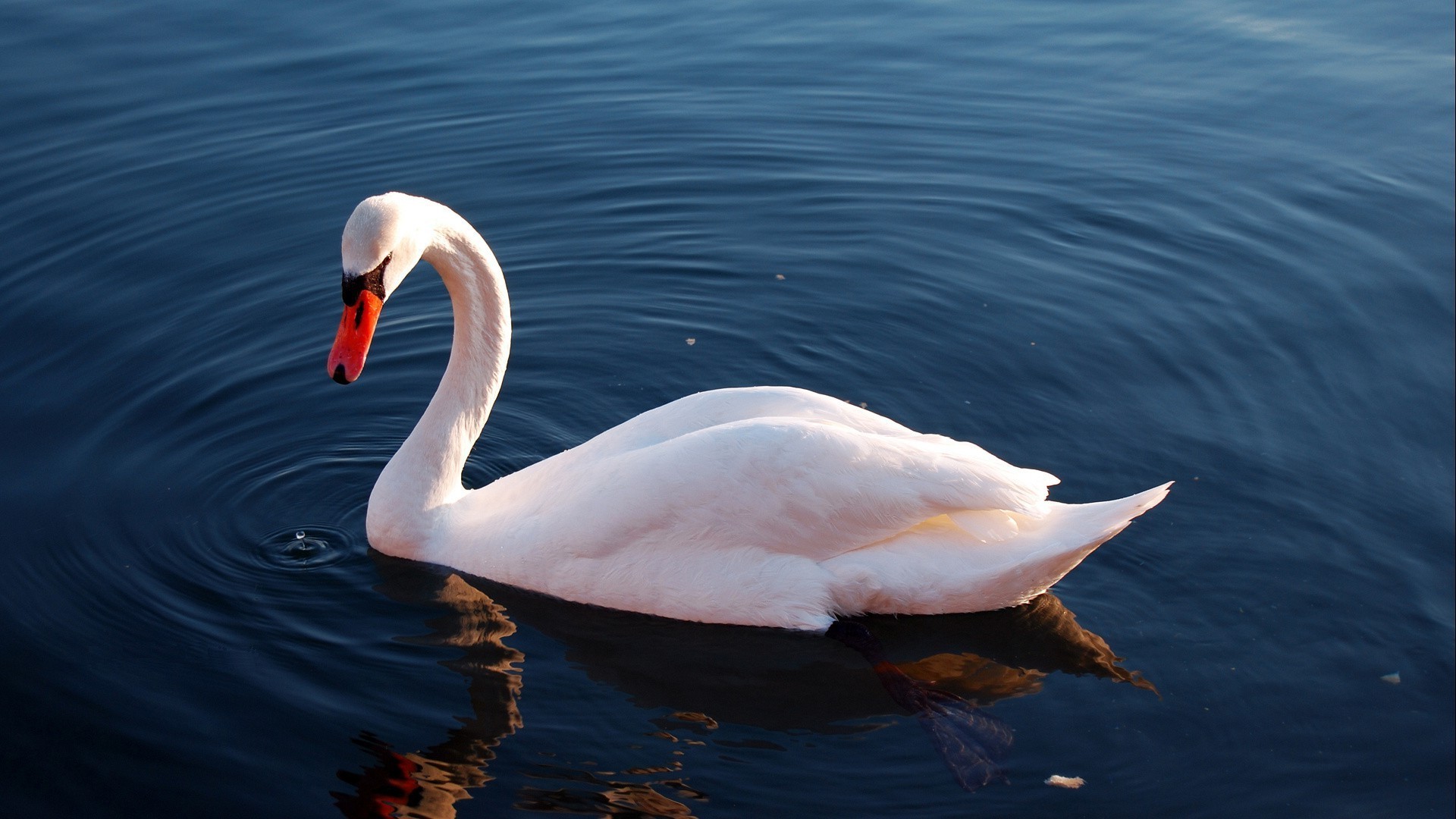 animali uccello acqua cigno lago nuoto fauna selvatica uccelli acquatici piscina natura anatra piuma becco animale