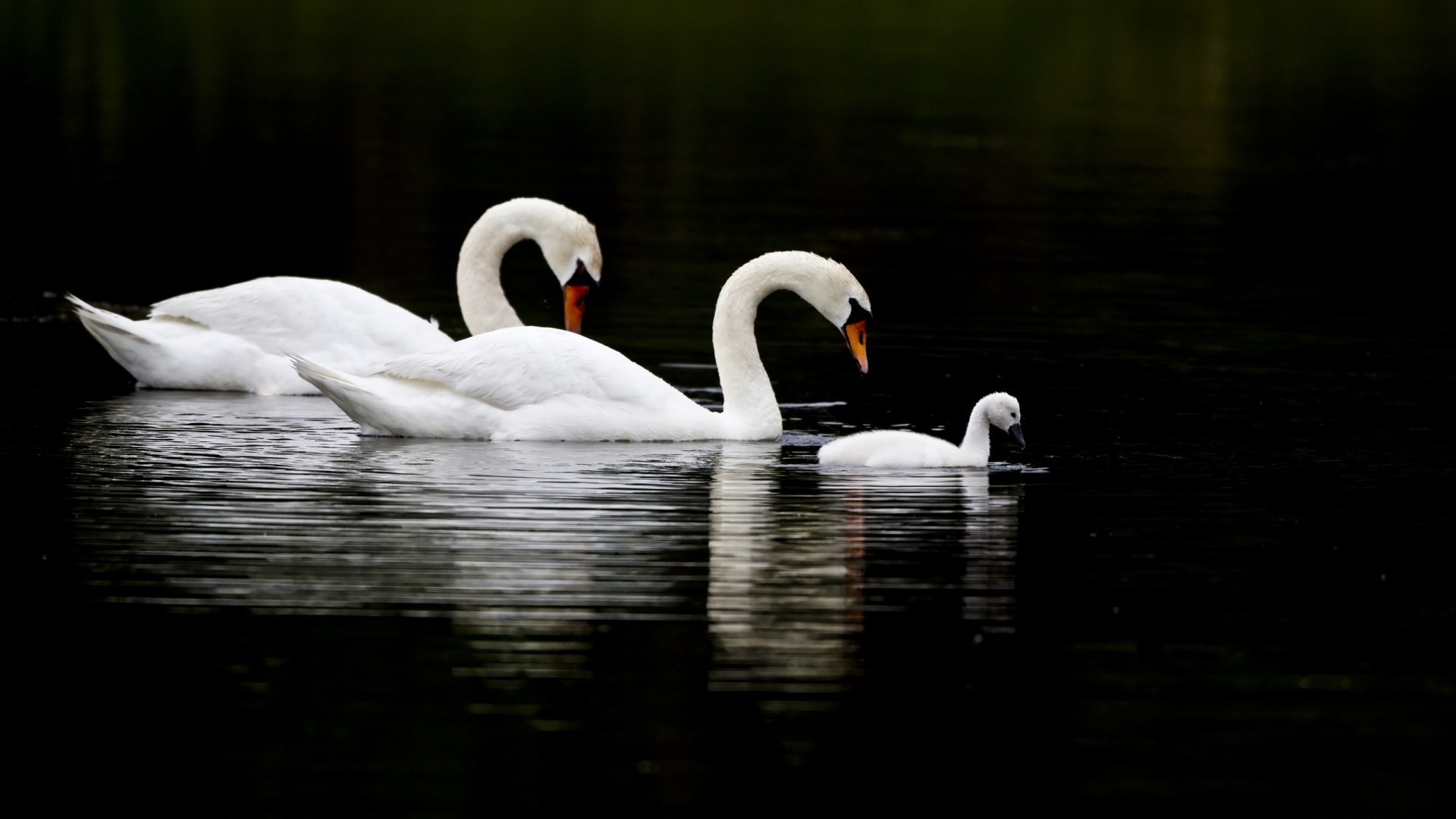 animals swan bird waterfowl water lake feather pool wildlife duck swimming nature goose neck poultry mute reflection beak animal river