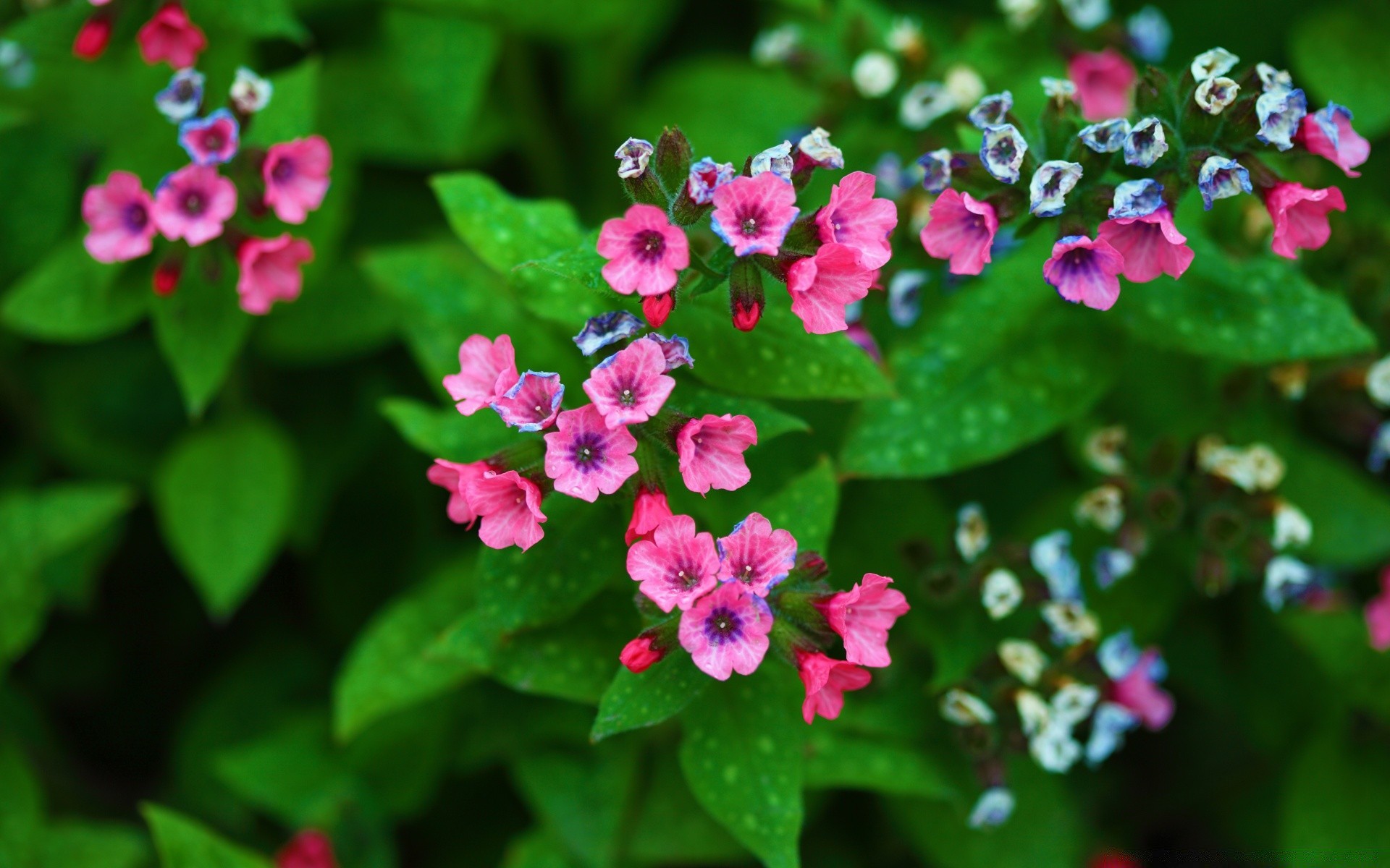 8. märz blatt natur flora blume sommer garten blumen im freien hell blütenblatt farbe blühen wachstum schließen