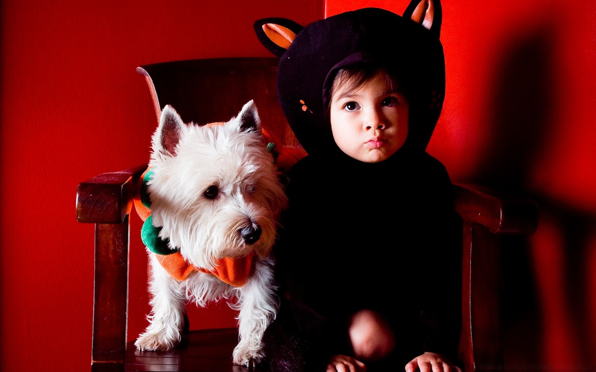 halloween portrait one dog wear mammal facial expression lid