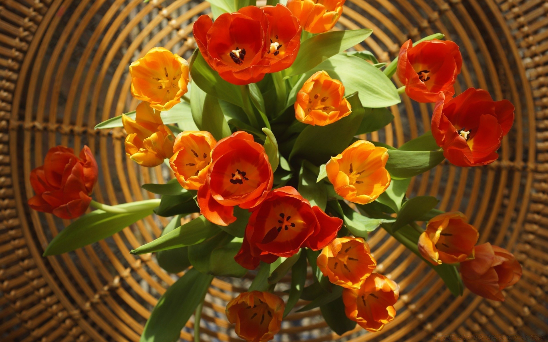 3月8日 花 叶 自然 复活节 篮子 植物 花园 装饰品 郁金香 夏天 颜色