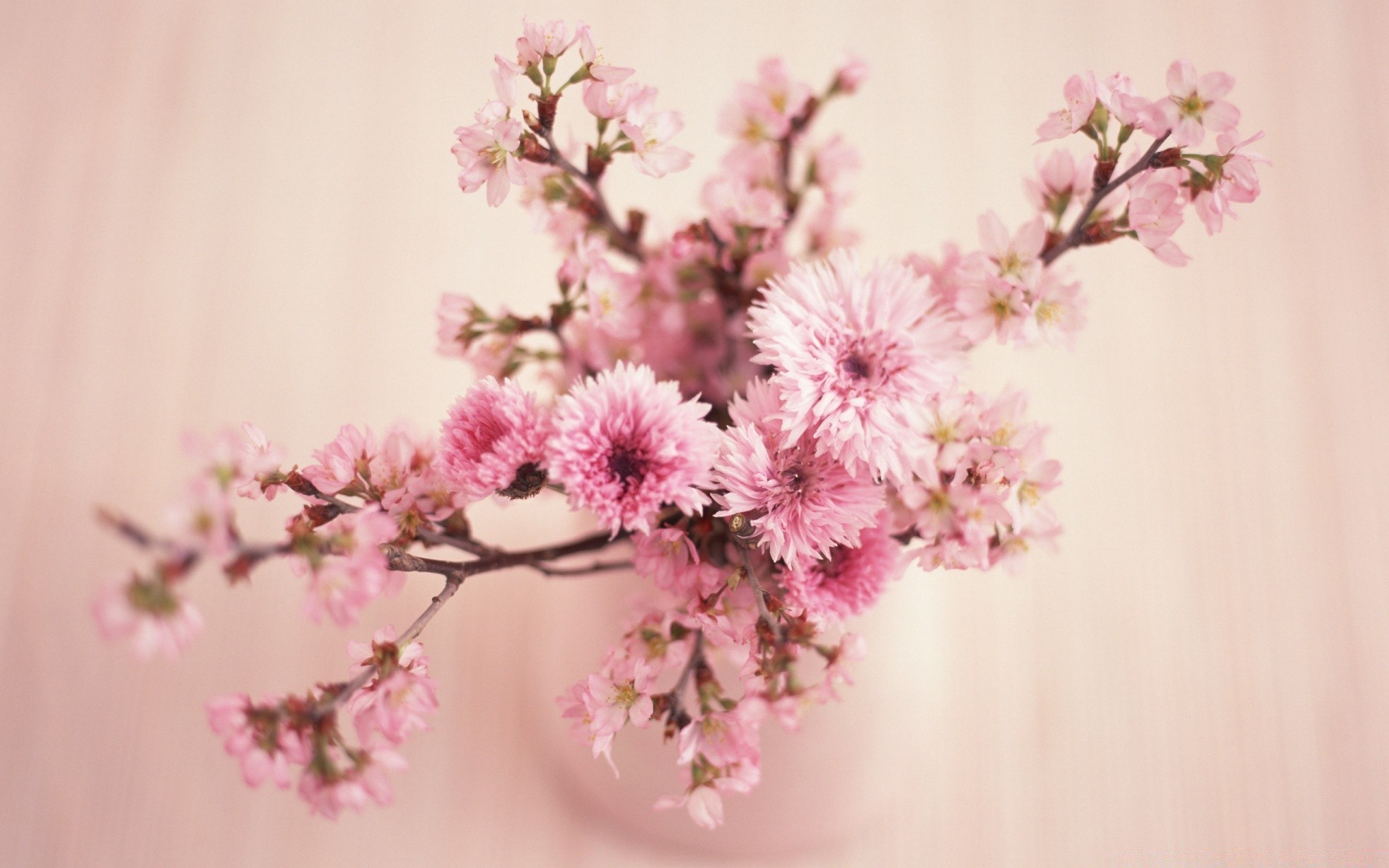 8 marzo fiore natura flora ciliegio ramo albero foglia fiore petalo estate floreale giardino luminoso crescita stagione delicato amico colore