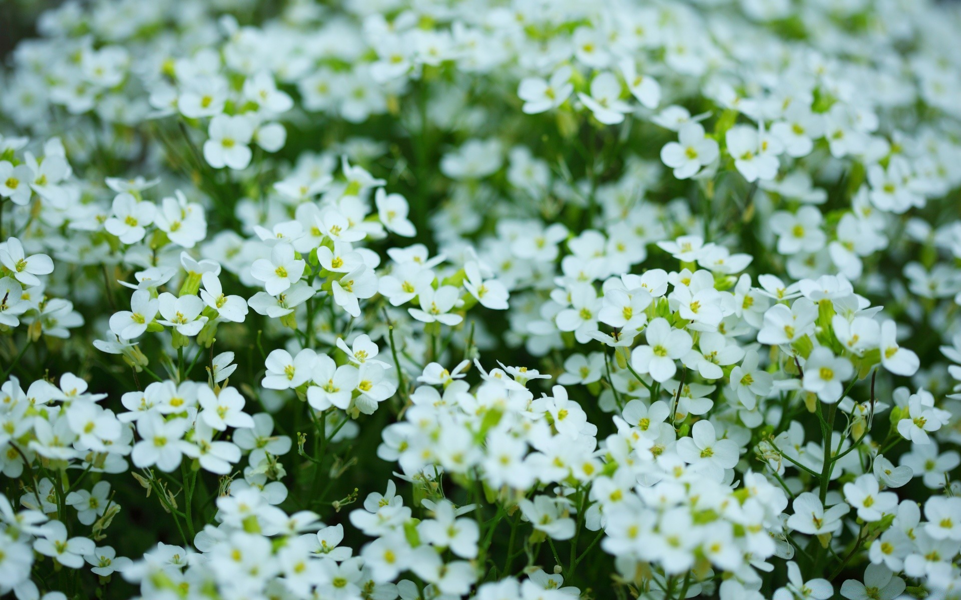 8 mars fleur nature flore été champ foin saison bluming lumineux jardin floral feuille pétale couleur herbe ensoleillé beau temps gros plan environnement