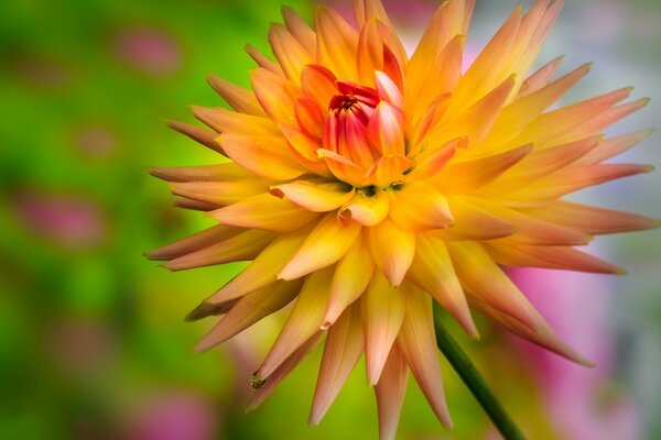 Blooming flower close-up