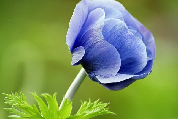 Fascinante flor azul