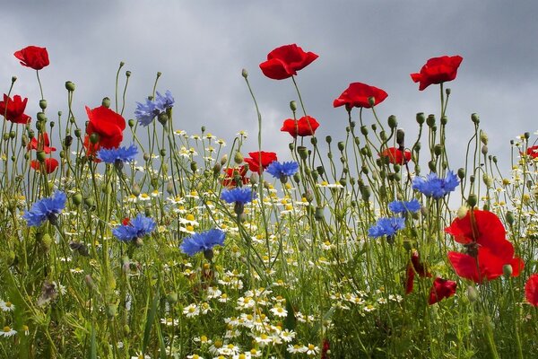 Foto mit Wildblumen im Feld