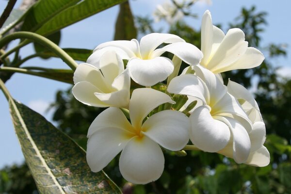 Weiße große tropische Blumen