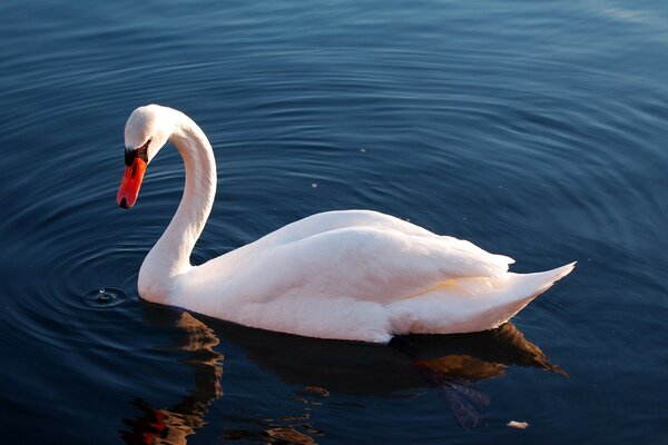 The swan who lost his soul mate