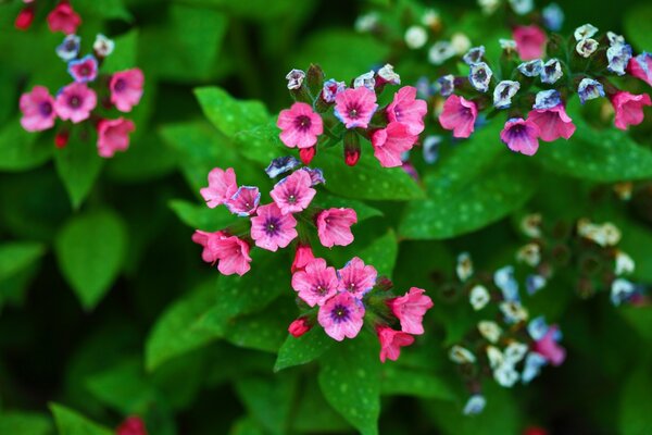 Pink flowers on a background of juicy green leaves