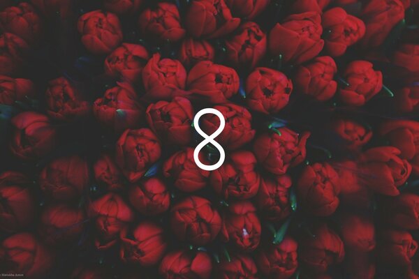 Red tulips with the number eight