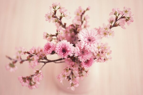 Cherry blossoms on the eighth of March