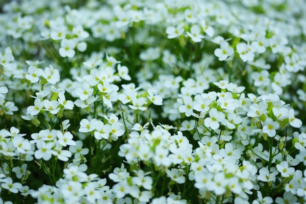 Beaucoup de petites fleurs blanches