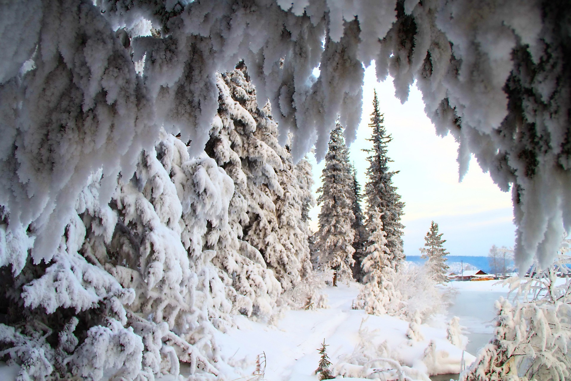 winter snow frost cold ice outdoors wood nature frozen tree weather landscape