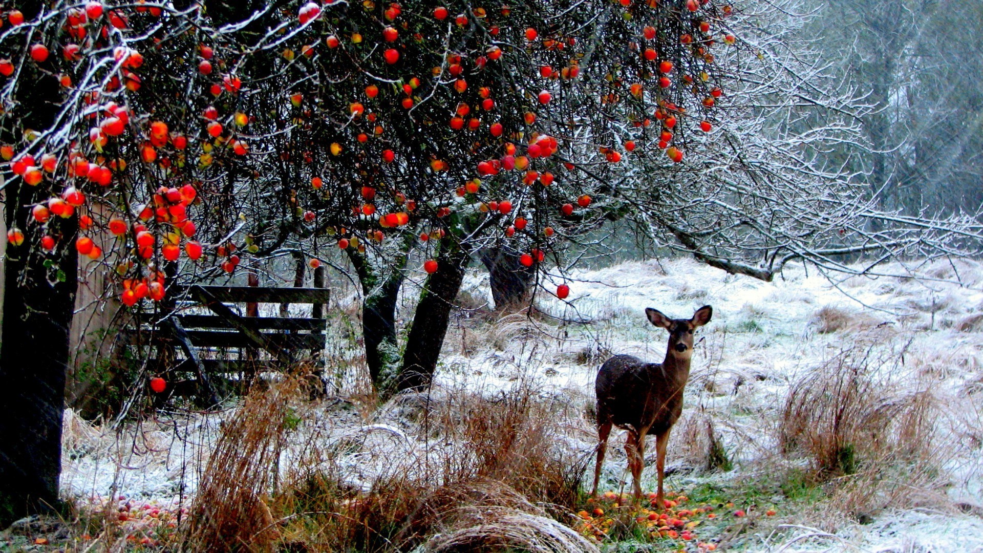 ciervos otoño árbol madera al aire libre naturaleza temporada invierno hoja paisaje mamífero