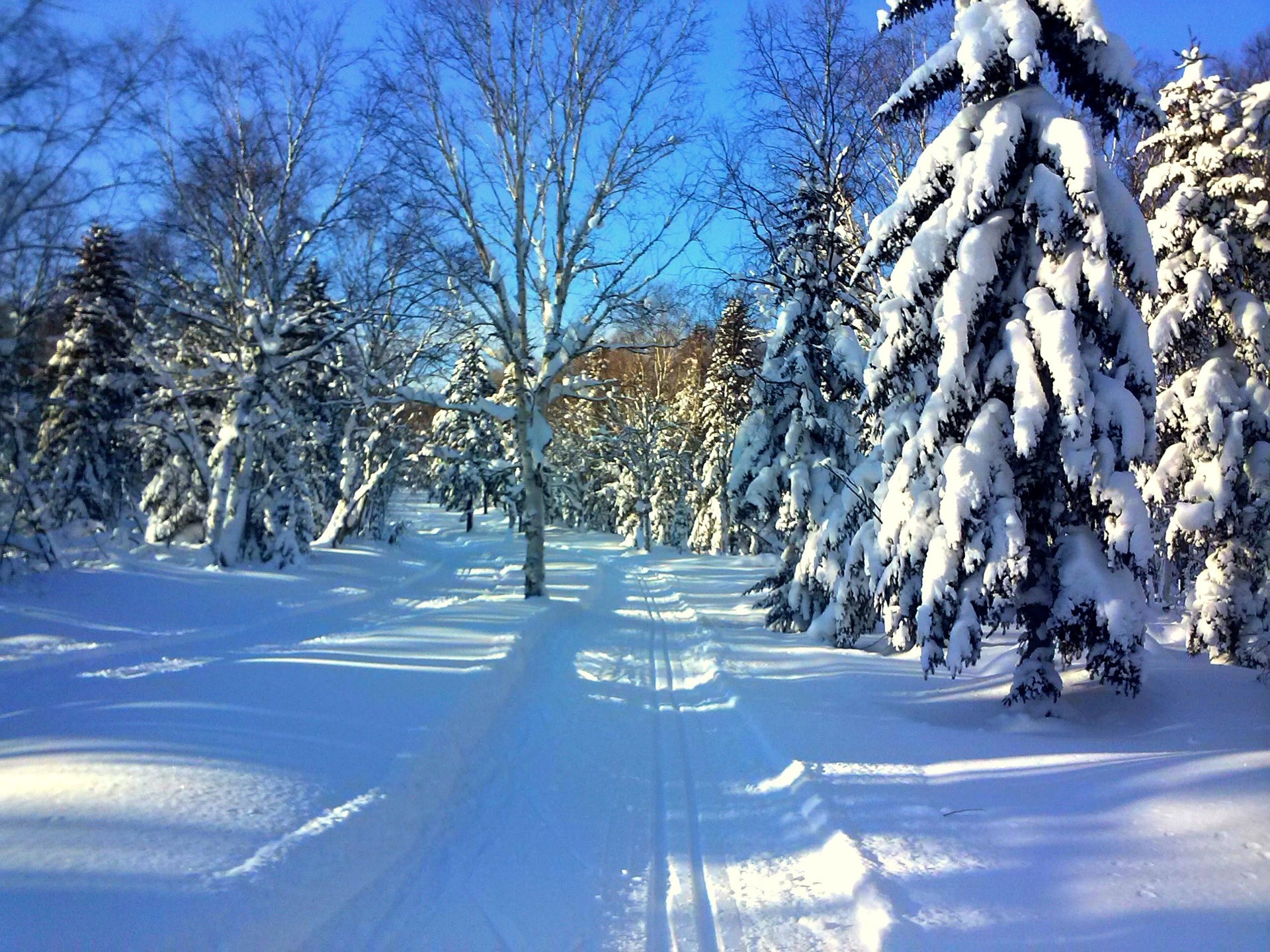 winter snow frost cold frozen tree wood ice weather season landscape scenic frosty fair weather branch nature snowy outdoors