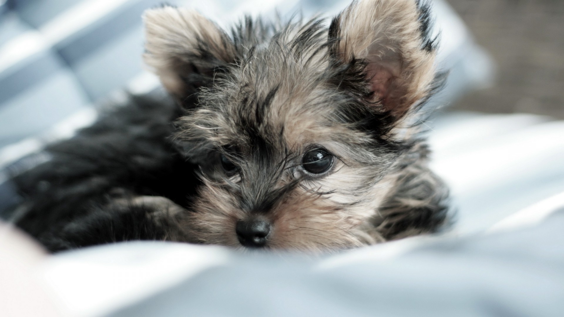 cani pet carino animale mammifero pelliccia domestico cane piccolo ritratto anteprima giovane fluff adorabile cane cucciolo capelli occhio sedersi