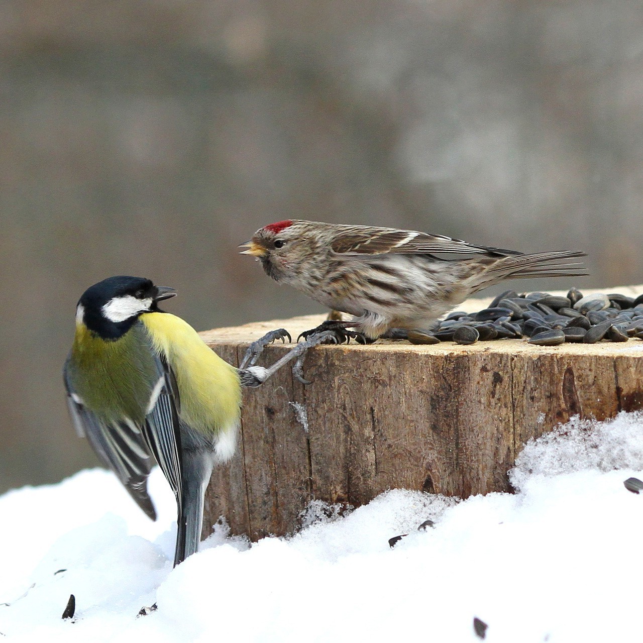 animales aves vida silvestre invierno naturaleza animal canto pinzón aviador nieve pico pluma al aire libre ornitología ala observación de aves salvaje gorrión vista lateral paseriforme