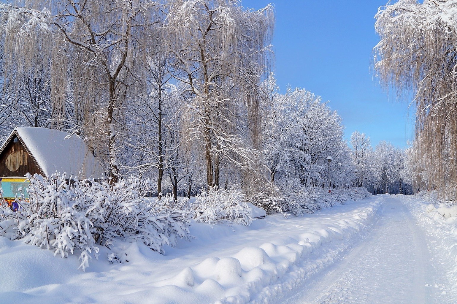 winter snow cold frost frozen ice wood frosty weather snowy season snowdrift tree snowstorm snow-white landscape chill scenic