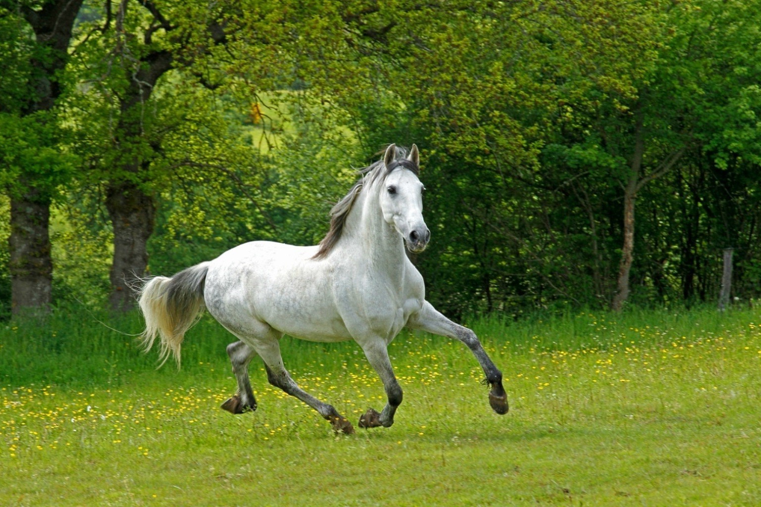 horses horse cavalry mammal mare stallion grass equine animal equestrian mane hayfield field farm nature pony